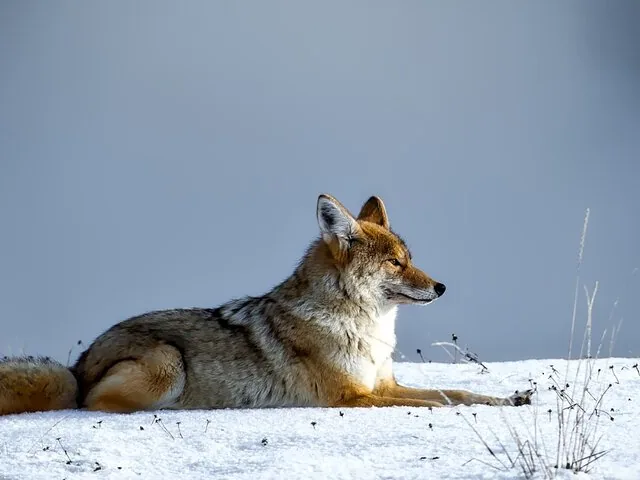 A coyote lying in the snow, looking alertly to the right
