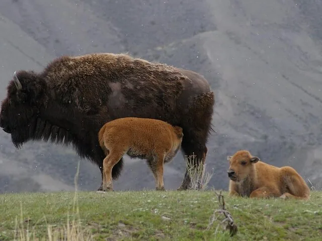 A large adult bison standing with two calves in a grassy field