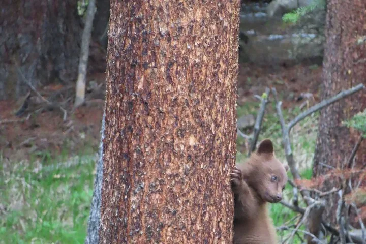 A cute bear cub peering out from behind a large tree trunk