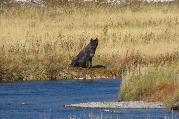 A black wolf sitting near a riverbank in a grassy field