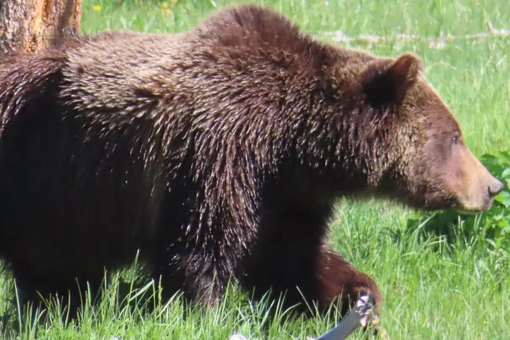 A close-up of a large brown grizzly bear walking through grass