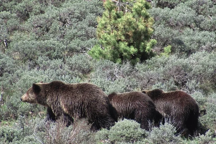 Three grizzly bears walking together through dense, green sagebrush