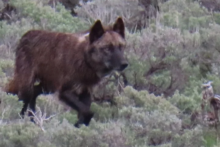 A dark-colored wolf walking through low brush in a natural landscape