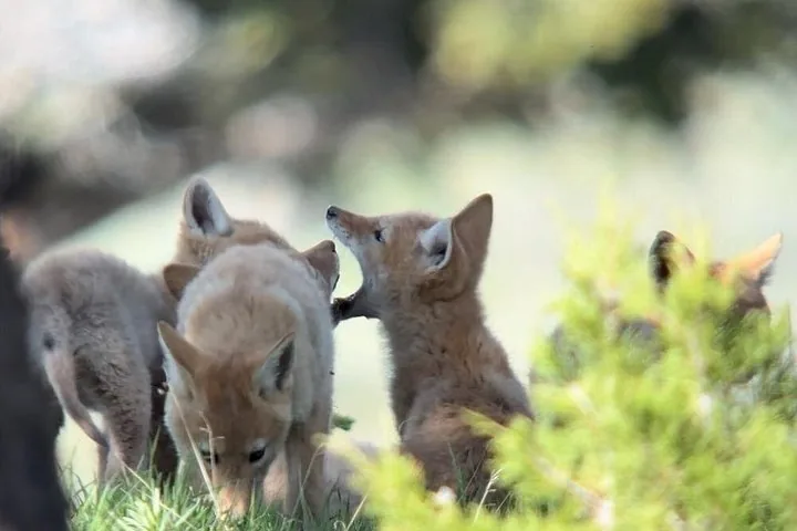 A group of coyote pups playing and interacting in the tall grass