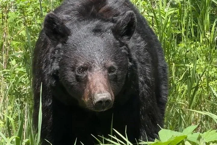A large black bear walking through tall green grass in the wild