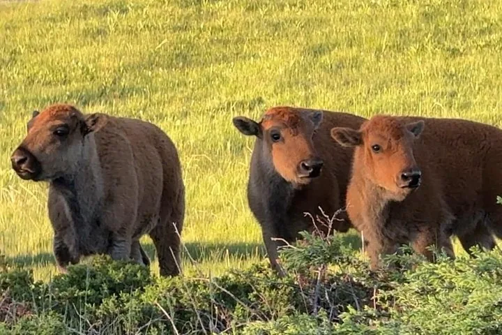 Three young bison standing together in a bright, grassy meadow
