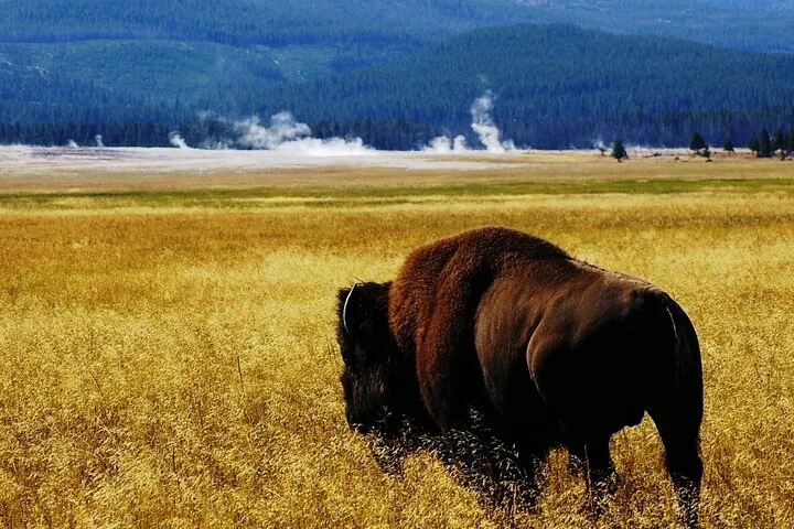 A large bison walking through golden grass with geysers steaming in the distance